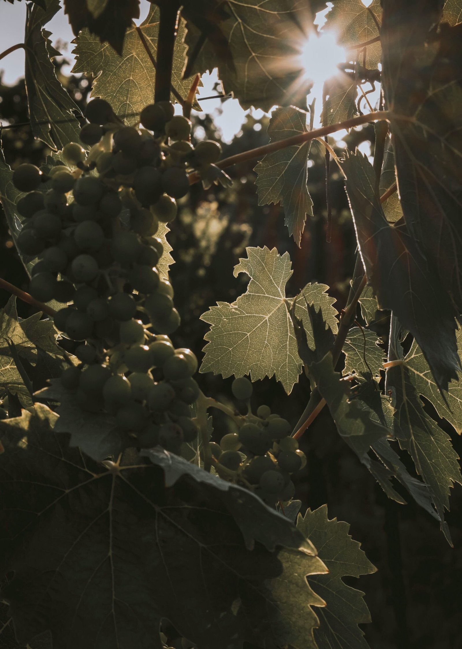 a tree with green leaves